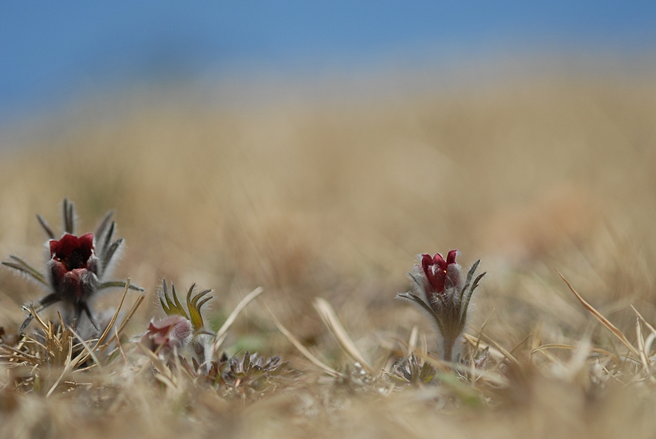 Pulsatilla koreana5.JPG