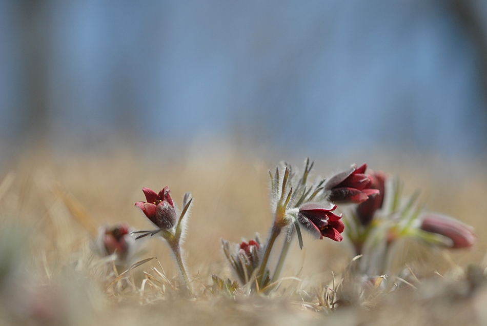Pulsatilla koreana4.JPG