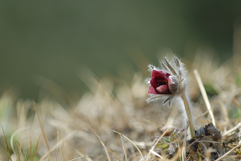 Pulsatilla koreana6.JPG