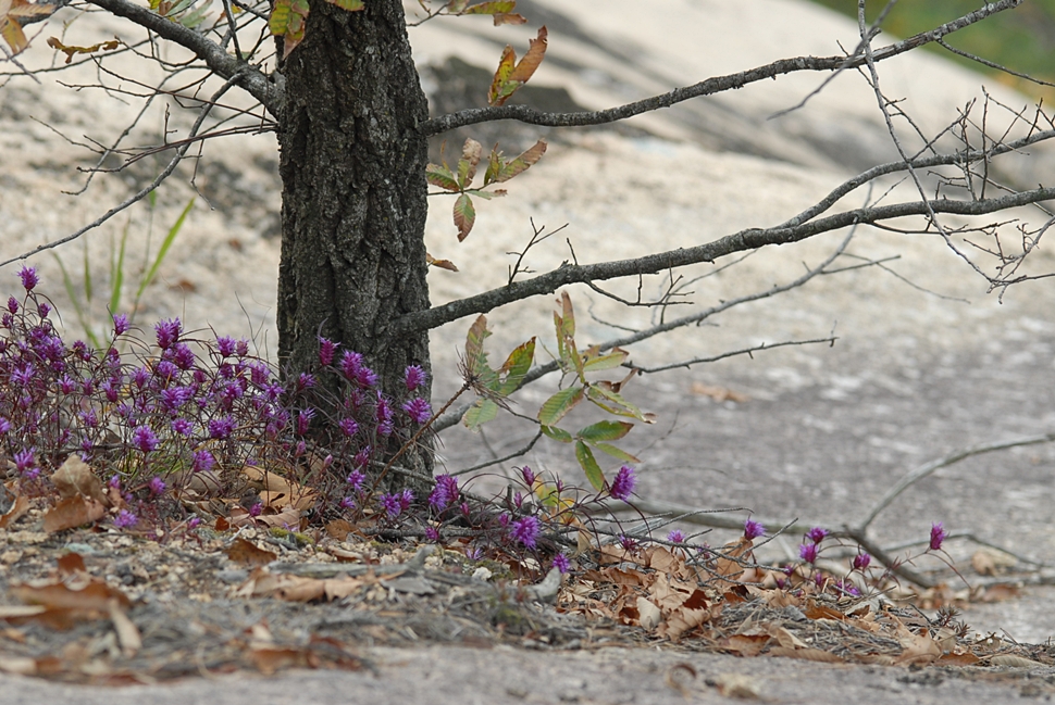 DSC_0203.JPG