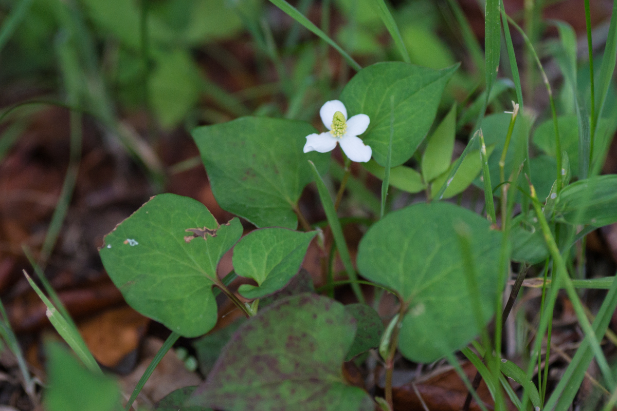 DSC02015.jpg