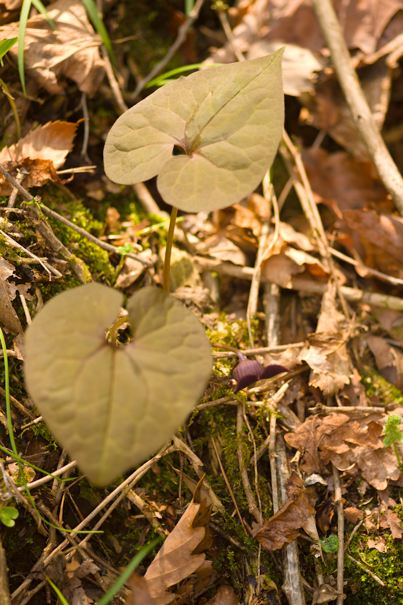 DSC02816.jpg