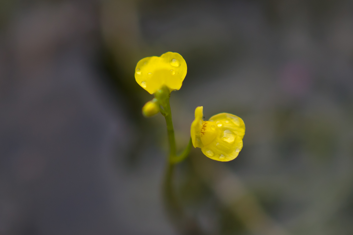 DSC05332.jpg
