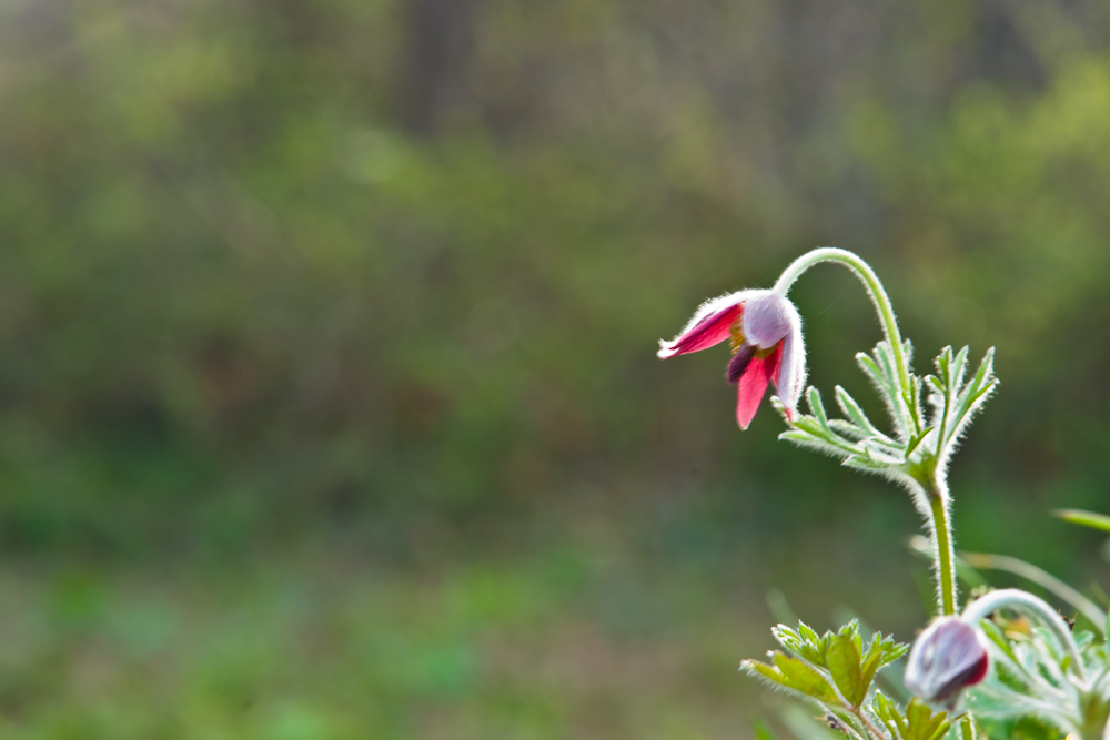 DSC04095-1.jpg