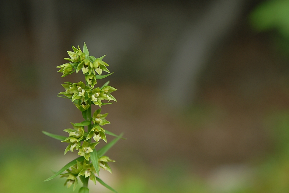 Epipactis papillosa1.JPG