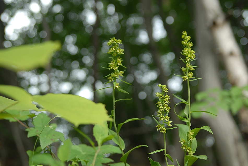 Epipactis papillosa2.JPG