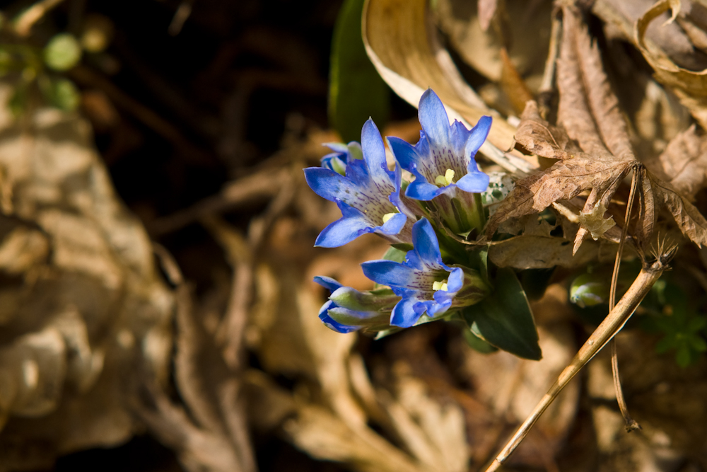 DSC04003-1.jpg
