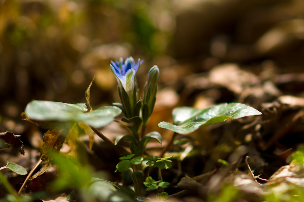 DSC04008-1.jpg