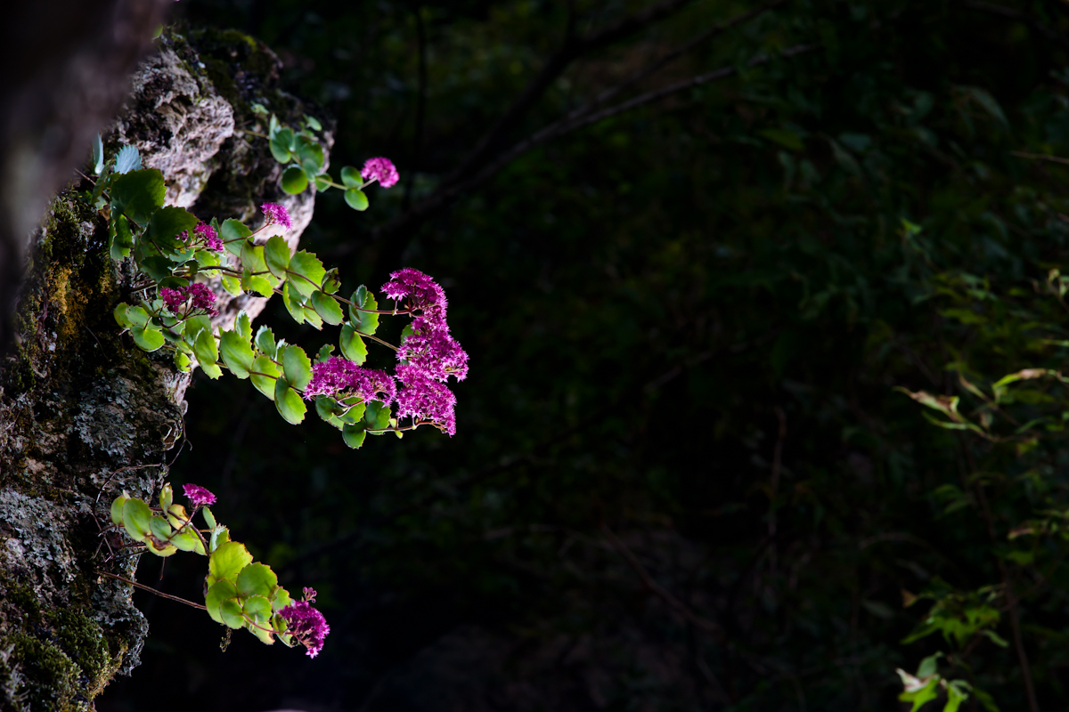 DSC06620.jpg