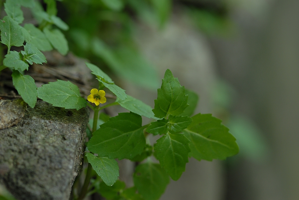 Mimulus tenellus2.JPG