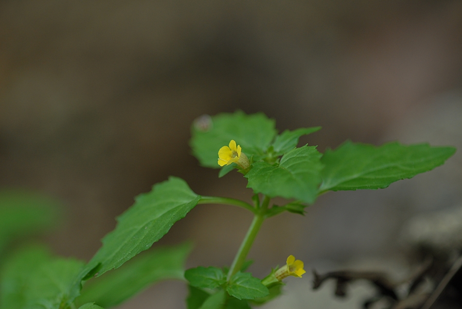 Mimulus tenellus1.JPG