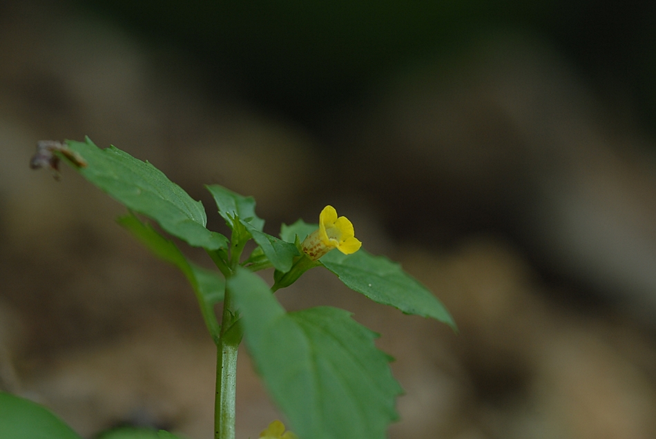 Mimulus tenellus3.JPG