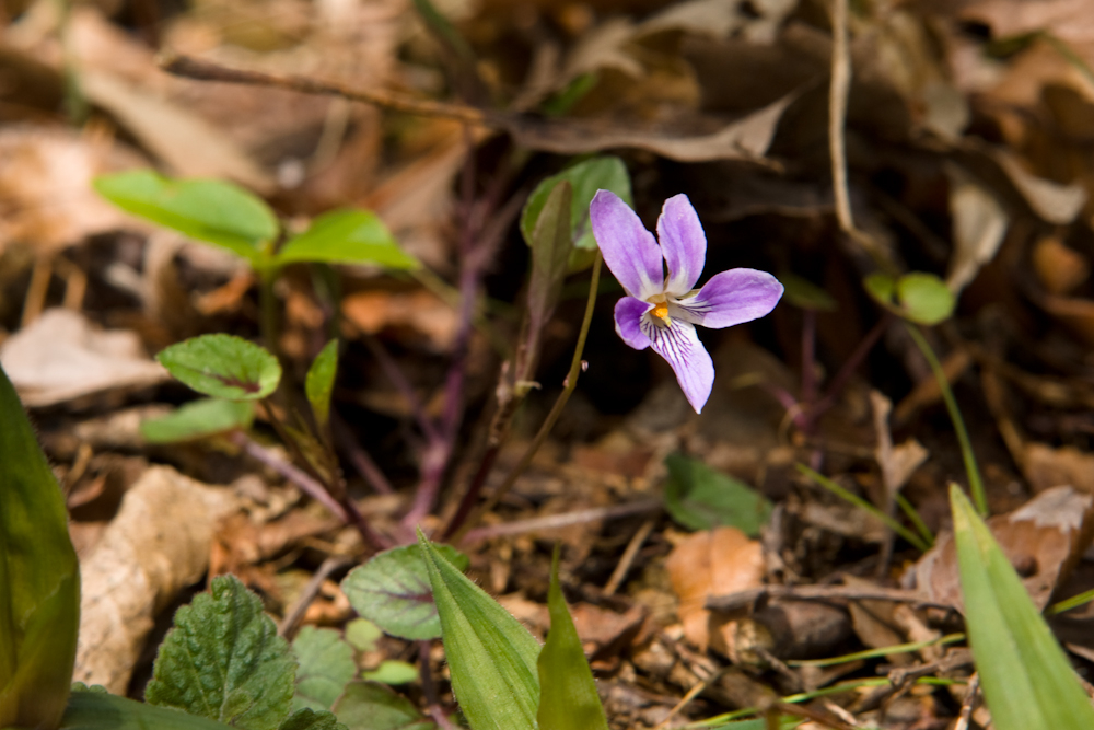 DSC03922-1.jpg