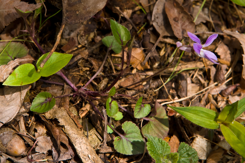 DSC03923-1.jpg