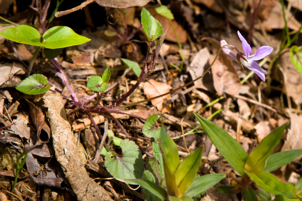 DSC03924-1.jpg