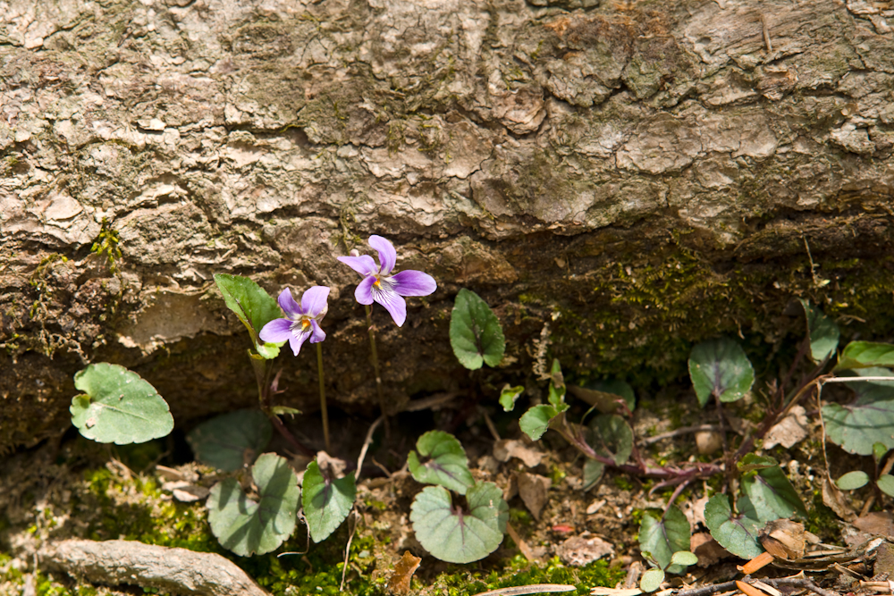 DSC03930-1.jpg