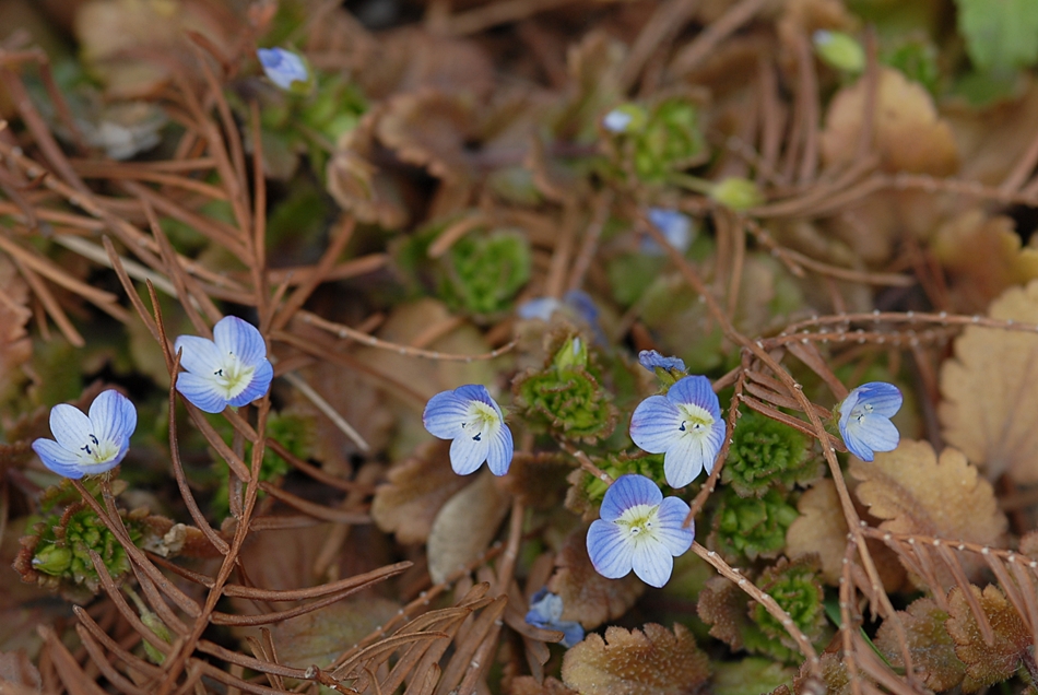 Veronica persica2.JPG