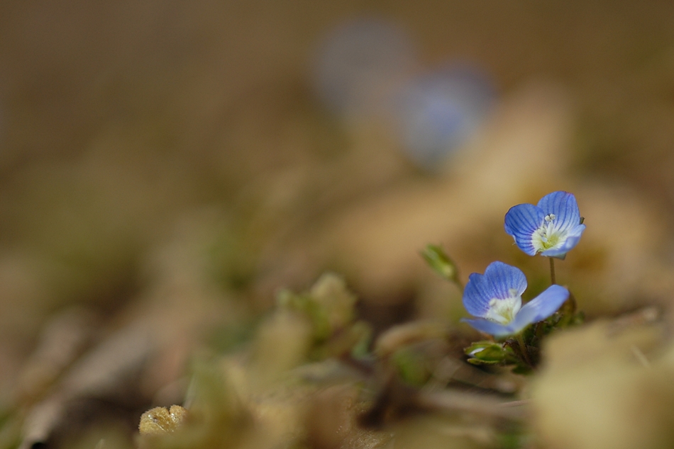 Veronica persica1.JPG
