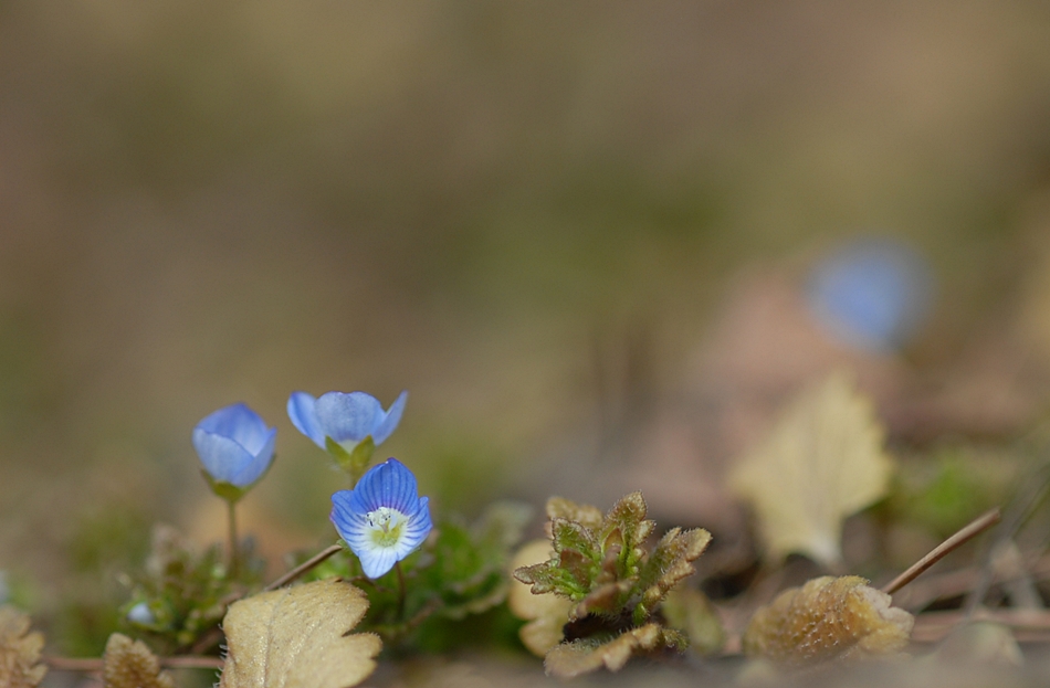 Veronica persica1-1.JPG