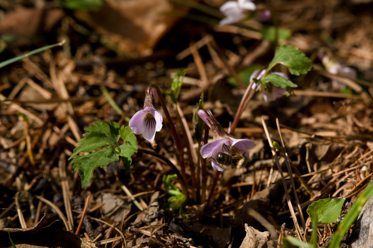 DSC03561.jpg