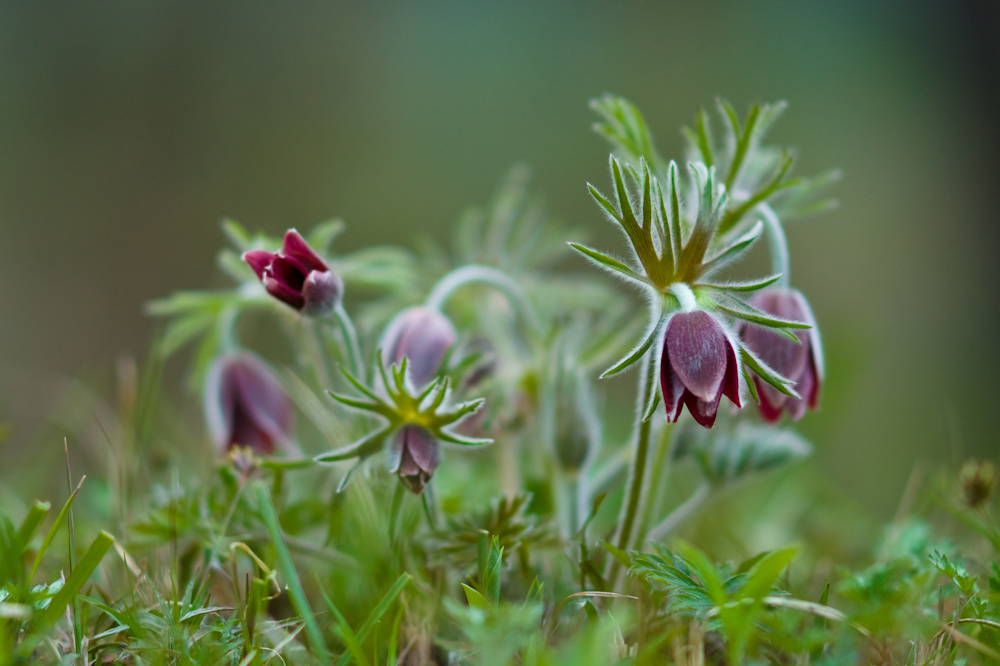 DSC04139-1.jpg