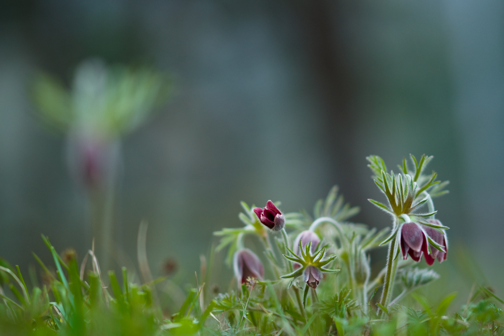 DSC04141-1.jpg