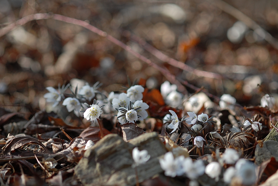 DSC_0414.JPG