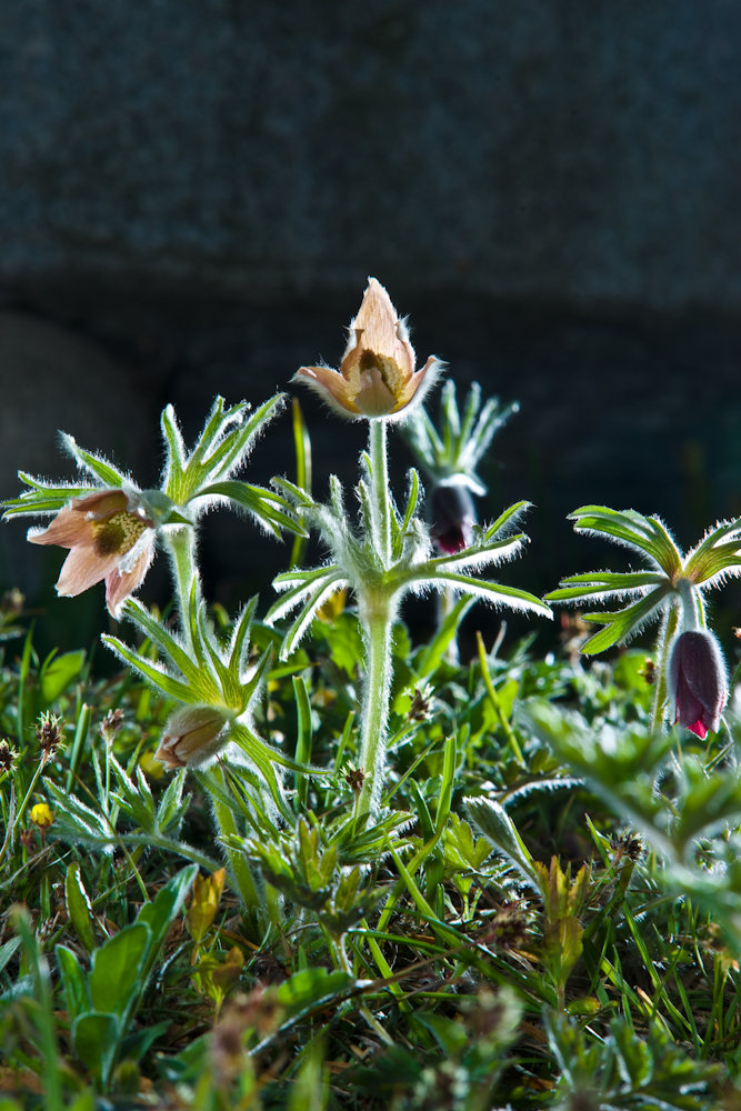 DSC04105-1.jpg