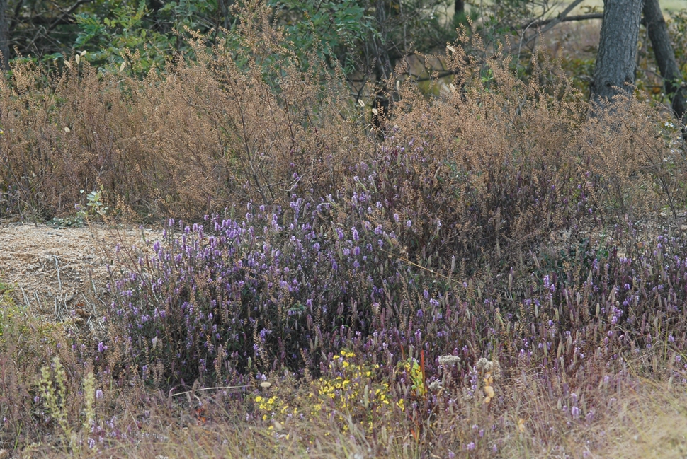 Elsholtzia saxatilis3.JPG
