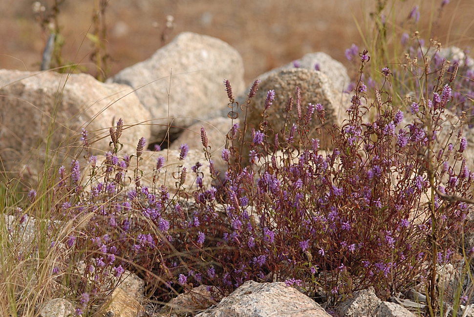 Elsholtzia saxatilis1-2.JPG