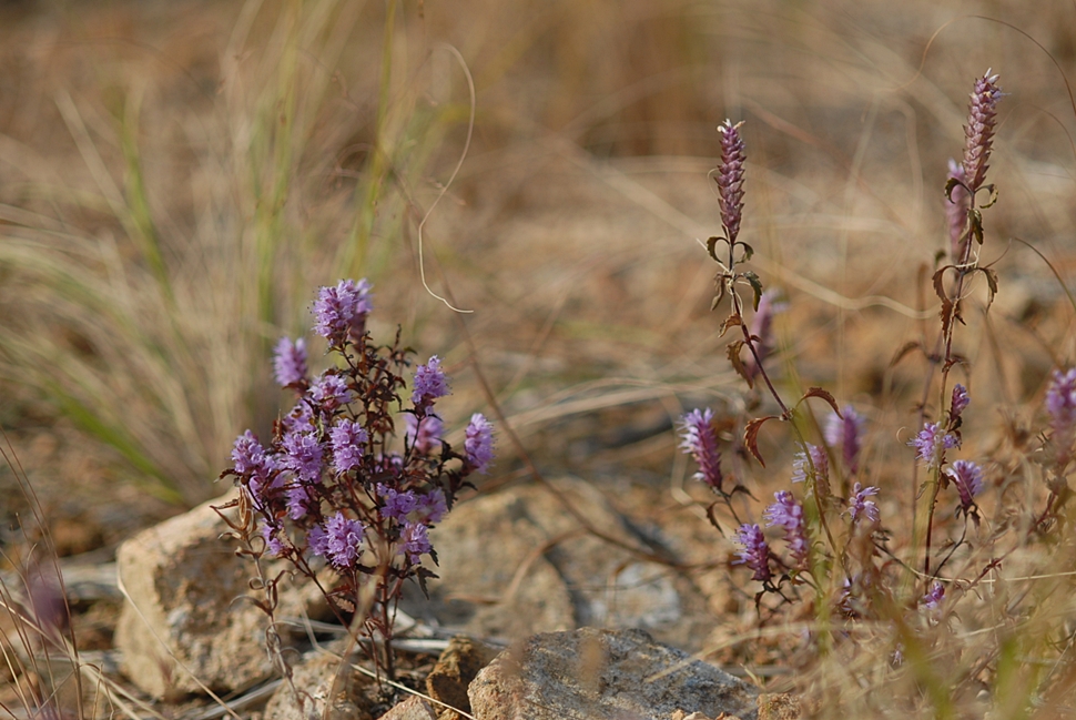 Elsholtzia saxatilis1-1.JPG