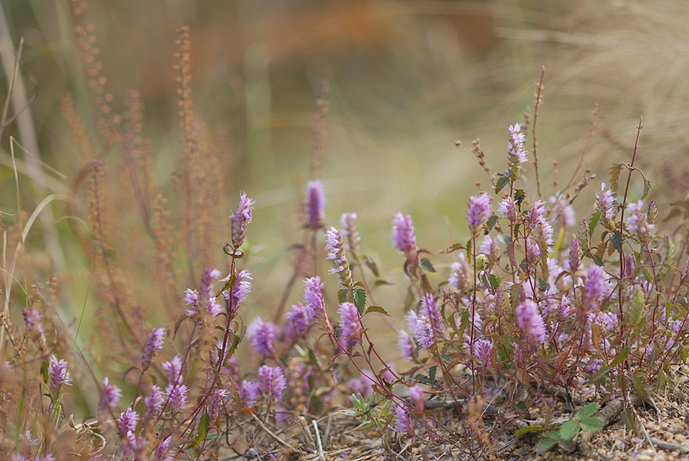 Elsholtzia saxatilis2.JPG