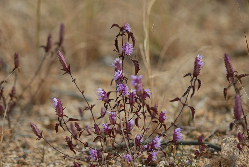 Elsholtzia saxatilis1.JPG