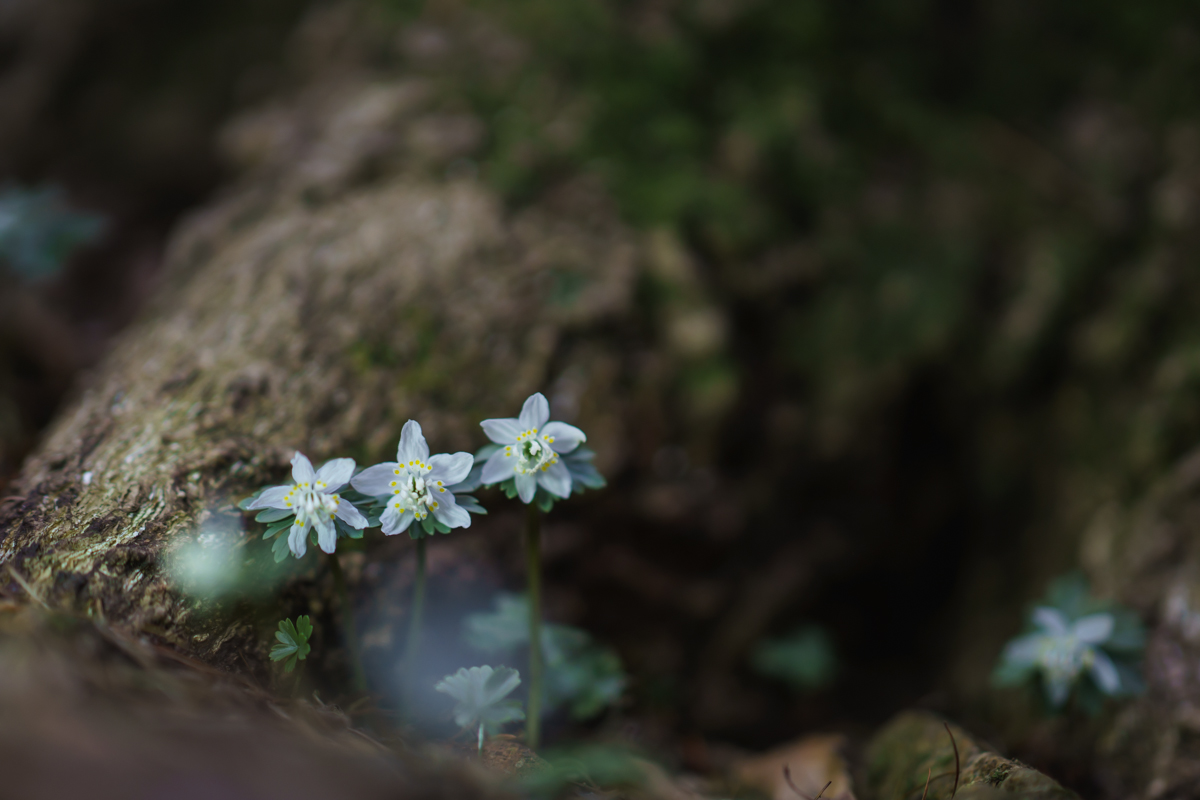 DSC04932.jpg