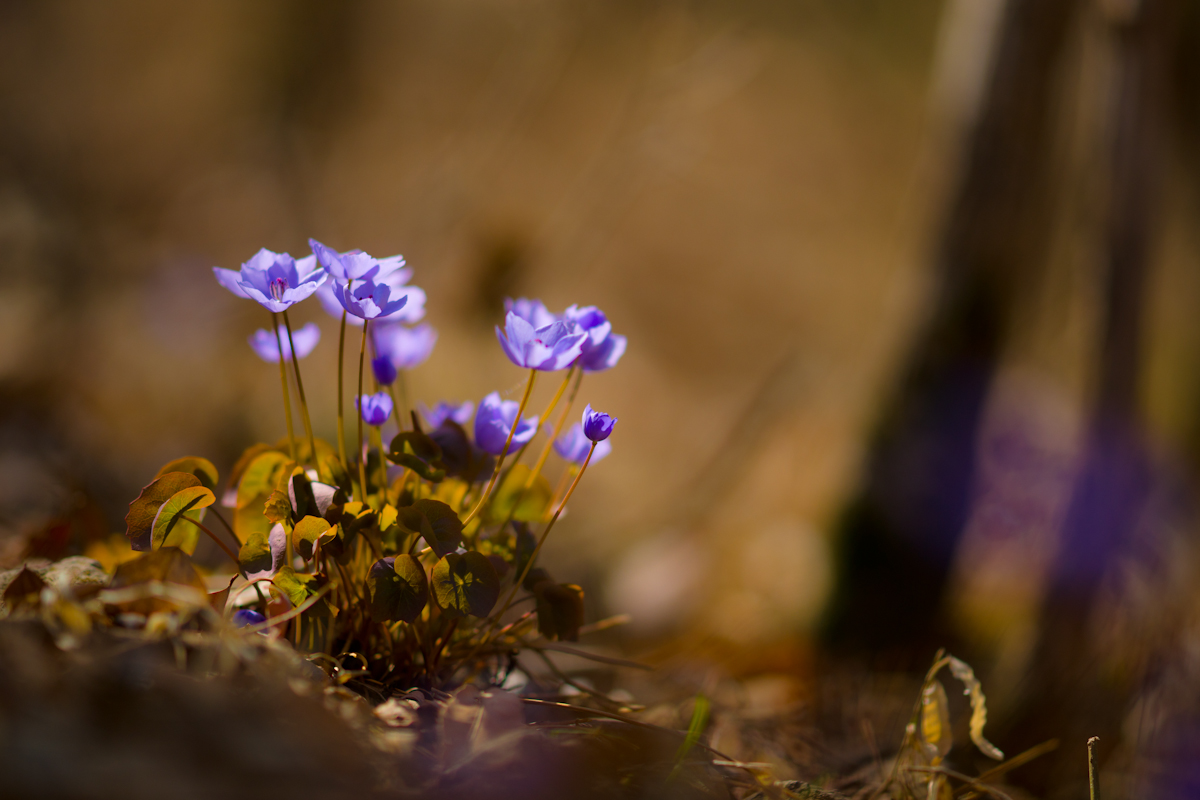 DSC01303.jpg