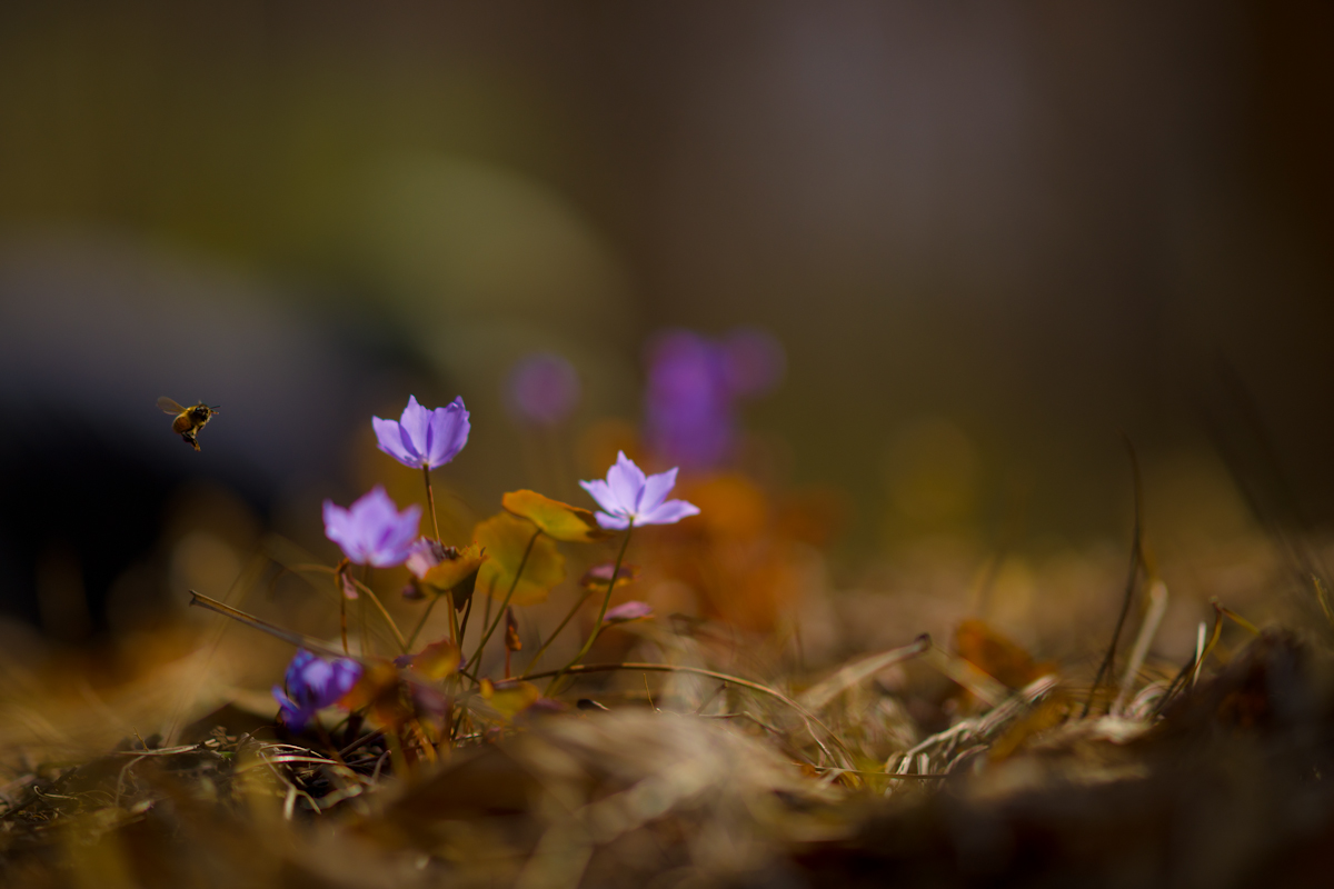 DSC01283.jpg