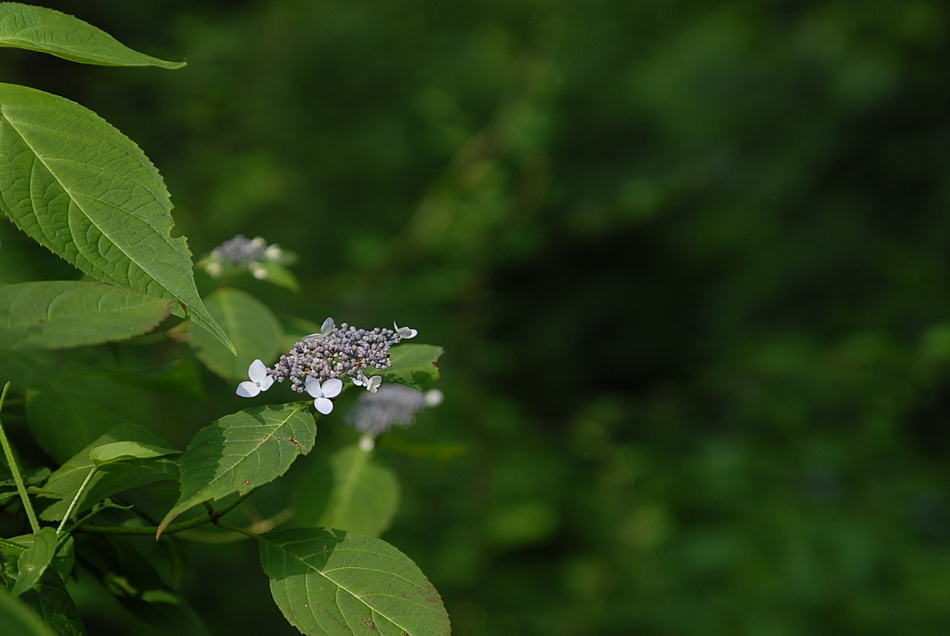 Hydrangea serrata3.JPG
