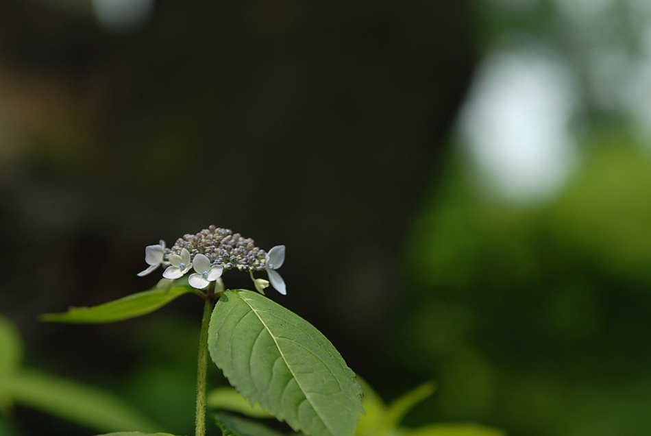 Hydrangea serrata2.JPG