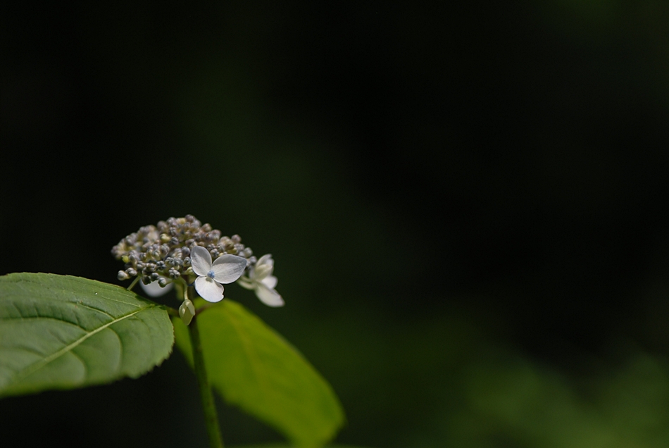 Hydrangea serrata1.JPG
