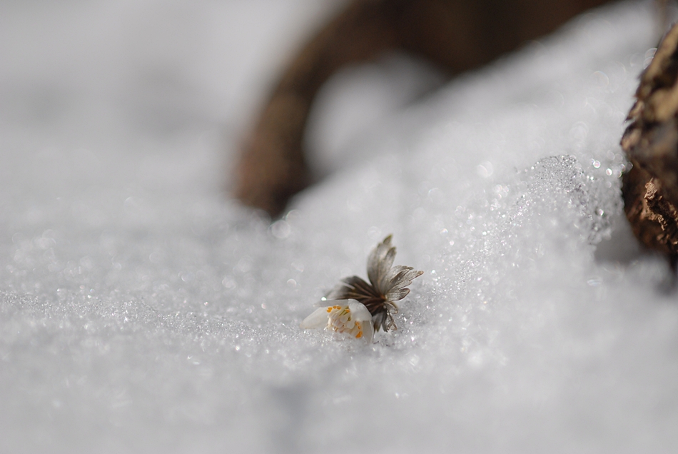 DSC_0129.JPG