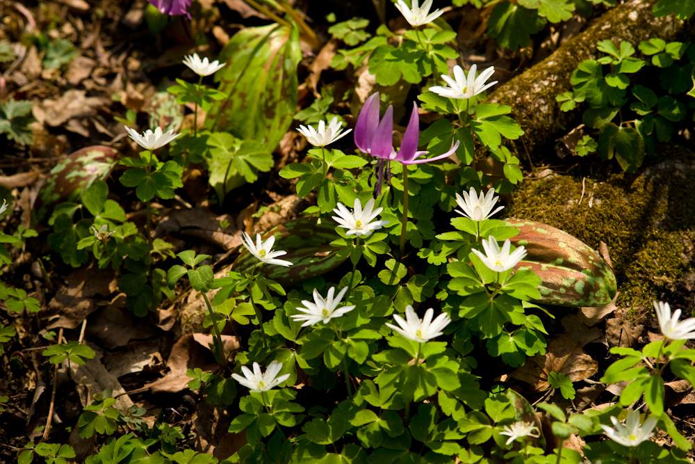 DSC03687-1.jpg