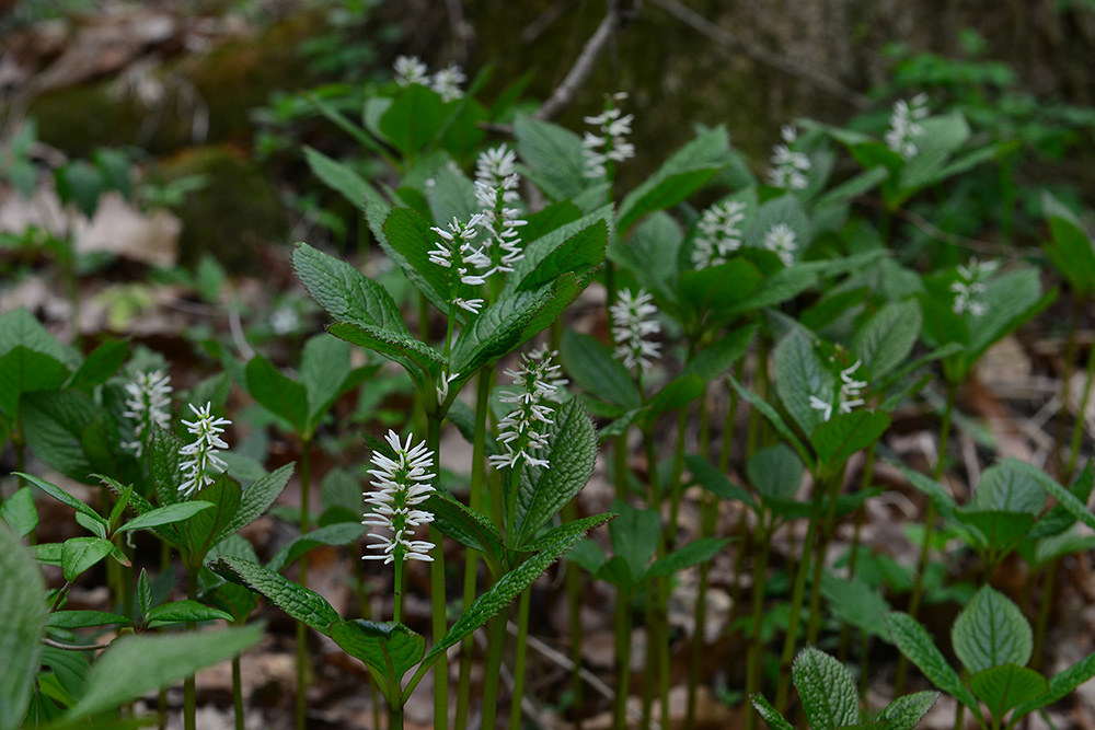 DSC_2205.jpg