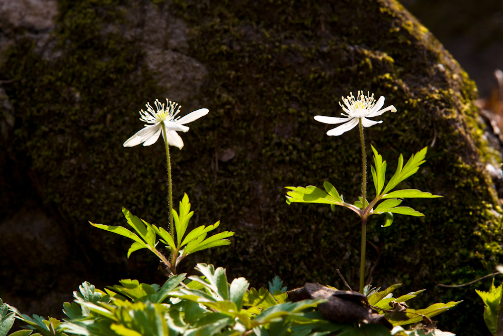 DSC03555-1.jpg