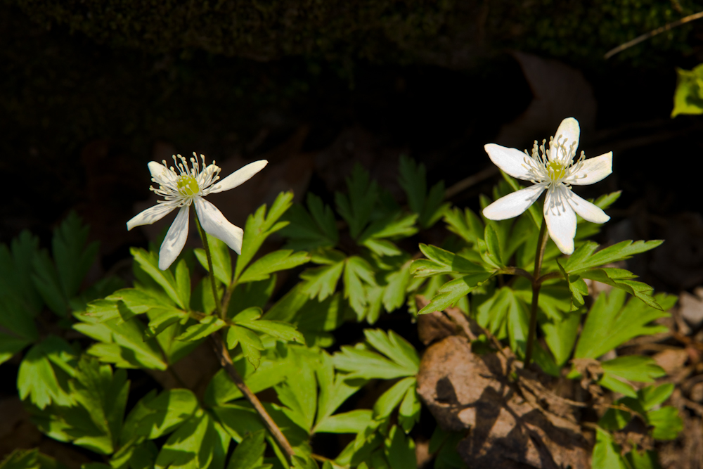 DSC03563-1.jpg