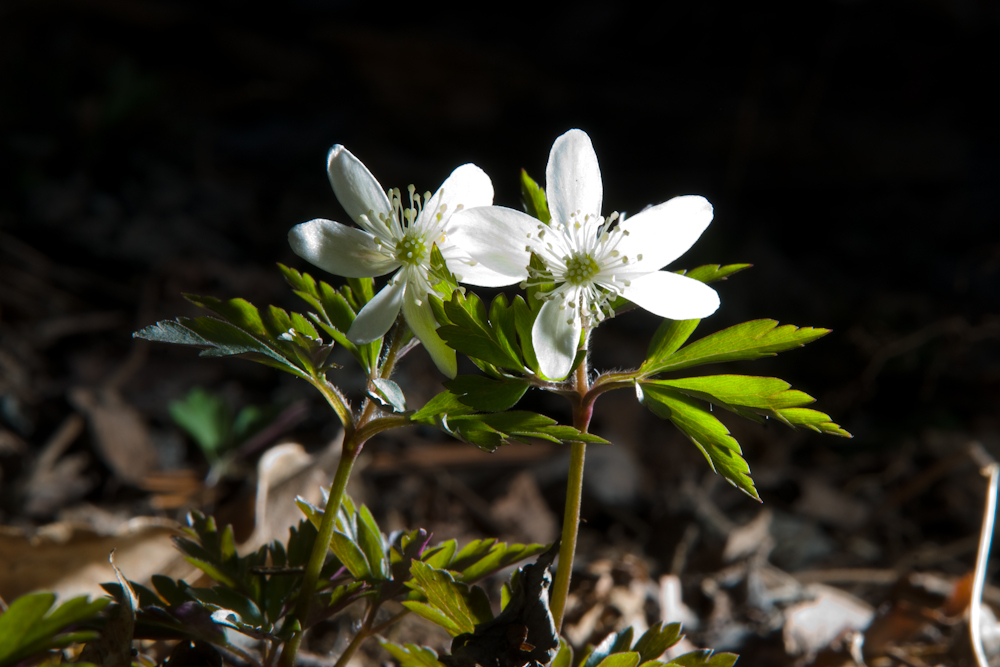 DSC03576-1.jpg