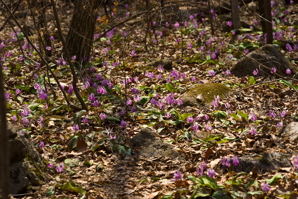 DSC03658.jpg