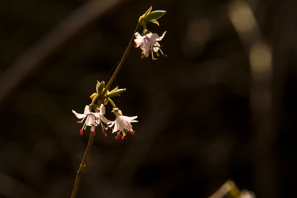 DSC03637-1.jpg