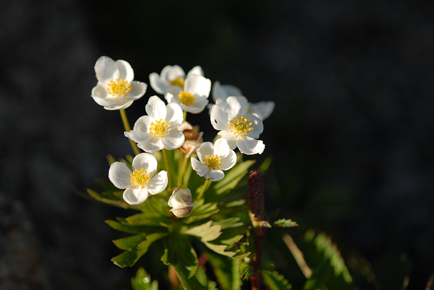 DSC_0233.JPG