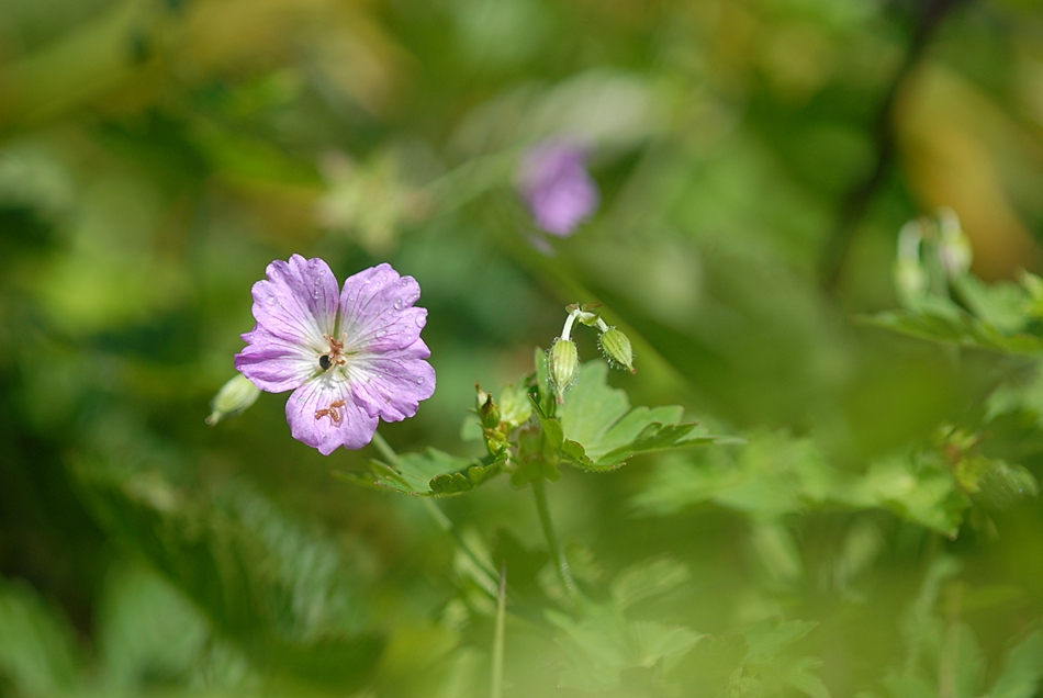Geranium koreanum2.JPG