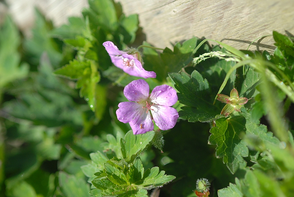Geranium koreanum1.JPG